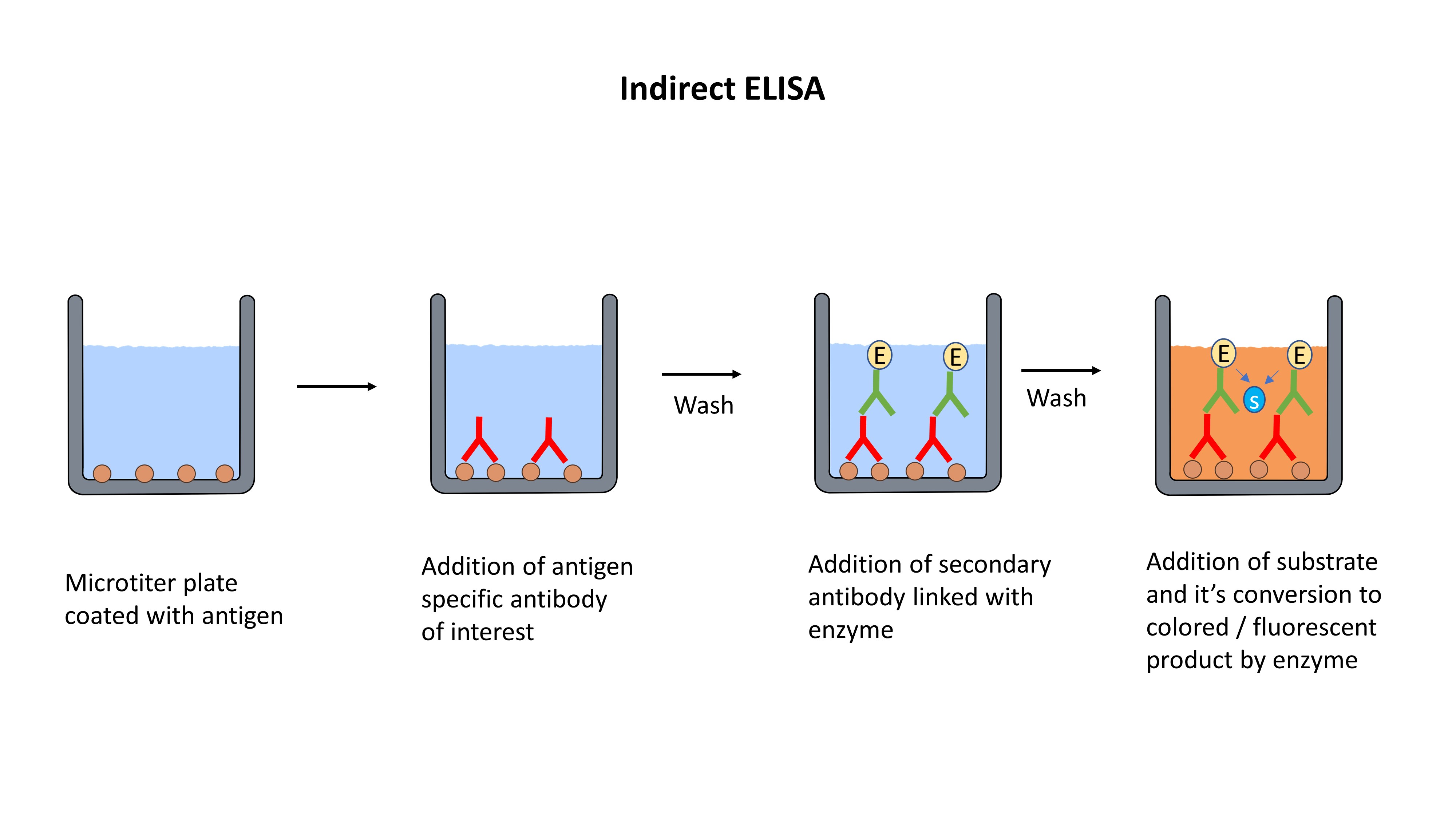Indirect Elisa Analysis For Screening Of The Randomly Selected Clones ...