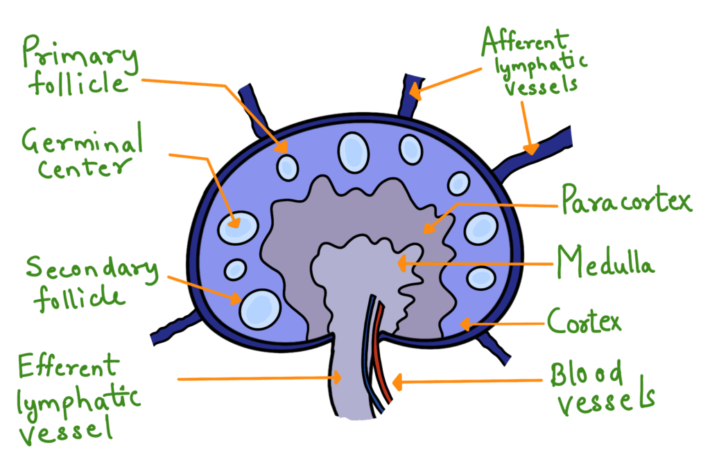 Lymph Node image
