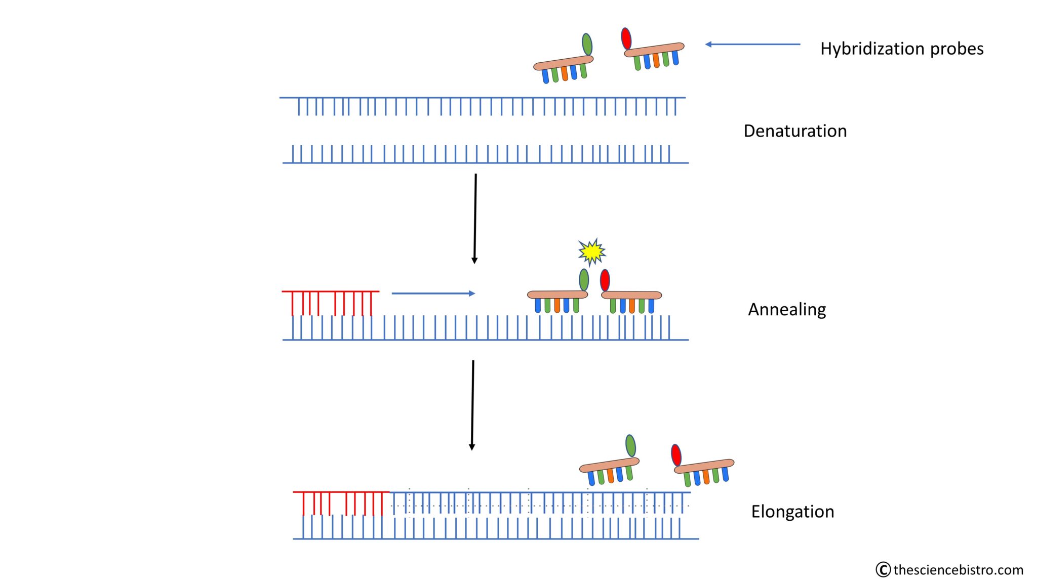 Quantitative Real-Time PCR (qRT-PCR) - The Science Bistro