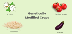 GM crops featured image