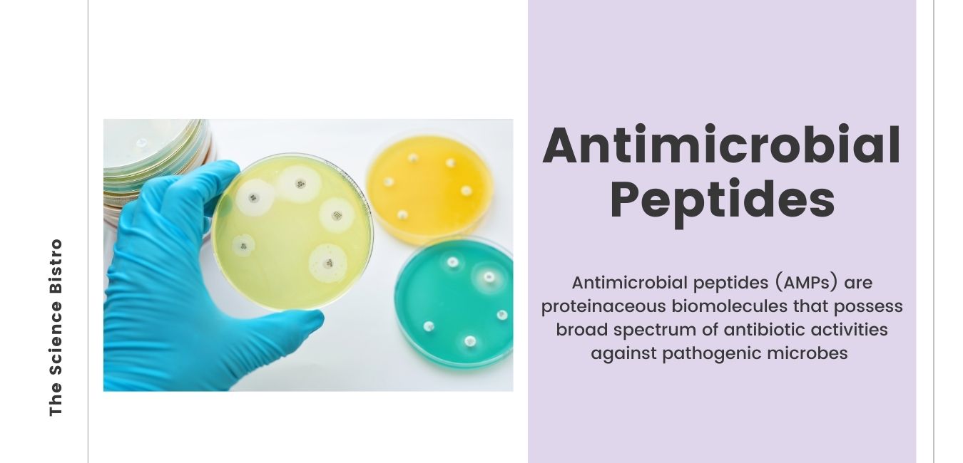 Antimicrobial Peptides Amps The Science Bistro