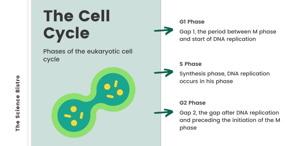 Cell Cycle